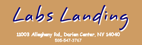 labs Landing Logo